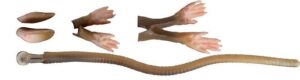 savage-gear-lb-3d-rad-maintenance-kit-20-cm-brown-suni-yem-15381.jpg Savage gear LB 3D Rad Maintenance Kit 20 cm Brown Sahte Balık