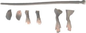 savage-gear-lb-3d-rad-maintenance-kit-20-cm-grey-suni-yem-18077.jpg Savage gear LB 3D Rad Maintenance Kit 20 cm Grey Sahte Balık